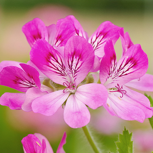 »óǰ ¼¶³×ÀÏ »óǰ ¼¶³×ÀÏ