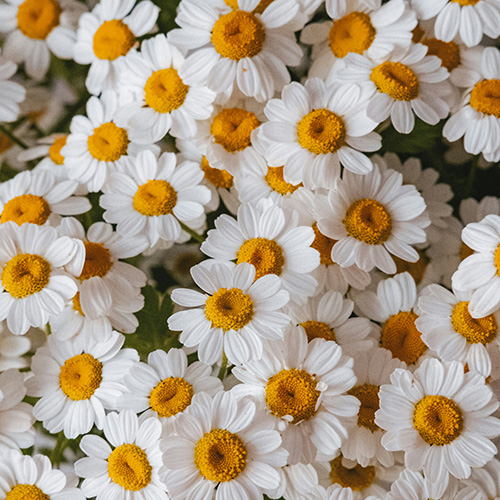 »óǰ ¼¶³×ÀÏ »óǰ ¼¶³×ÀÏ