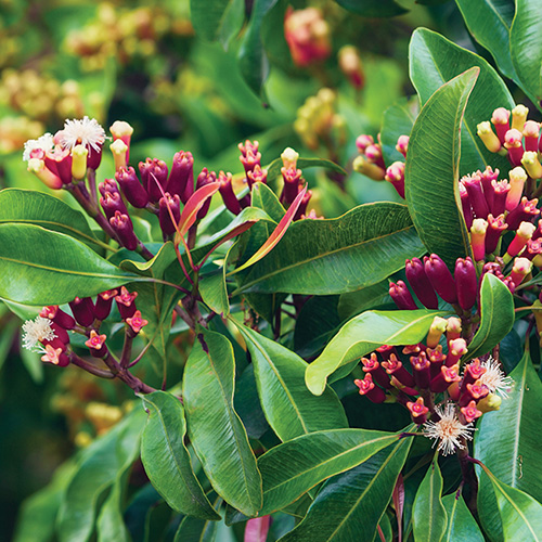 ��ǰ ������