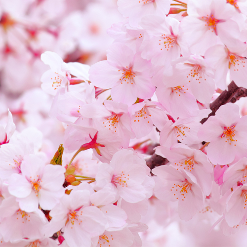 »óǰ ¼¶³×ÀÏ »óǰ ¼¶³×ÀÏ