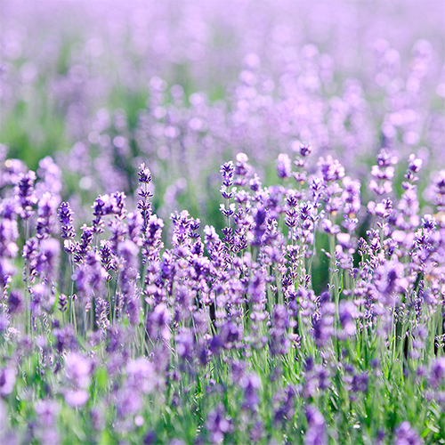 »óǰ ¼¶³×ÀÏ »óǰ ¼¶³×ÀÏ